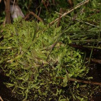 Utricularia graminifolia Vahl